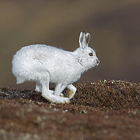 Buy canvas prints of Running Mountain Hare by Arterra 