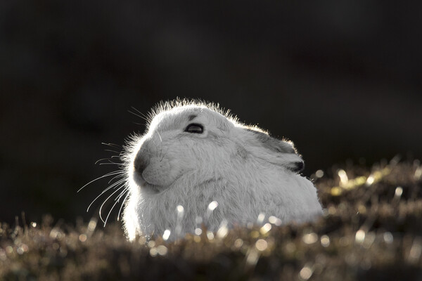 Scottish Mountain Hare in Spring Picture Board by Arterra 