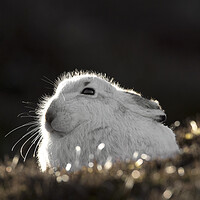 Buy canvas prints of Scottish Mountain Hare in Spring by Arterra 