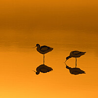 Buy canvas prints of Two Pied Avocets in Lake at Sunset by Arterra 
