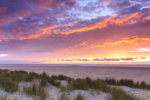 Dunes on Texel at Sunset Picture Board by Arterra 