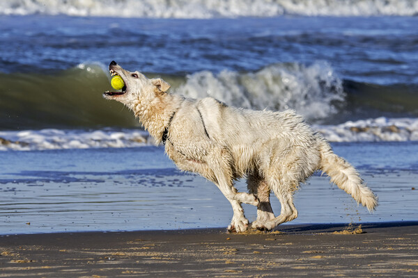 White Swiss Shepherd Dog Catching Ball Picture Board by Arterra 
