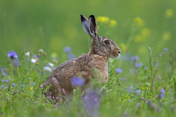 Brown Hare in Meadow Picture Board by Arterra 
