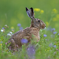 Buy canvas prints of Brown Hare in Meadow by Arterra 