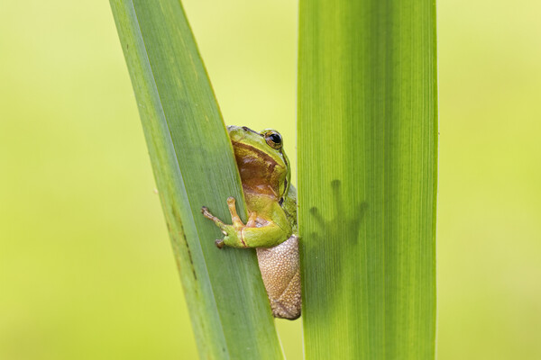European Tree Frog Picture Board by Arterra 