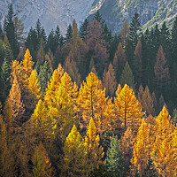 Buy canvas prints of Larch Trees in Autumn Forest by Arterra 