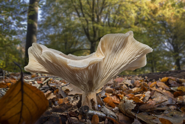 Fleecy Milk-Cap in Autumn Forest Picture Board by Arterra 