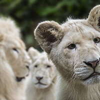 Buy canvas prints of White Lion Cub by Arterra 