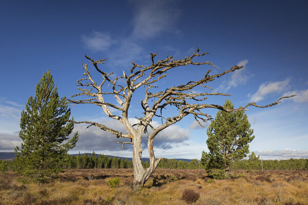 Dead Scots Pine Tree in the Cairngorms, Scotland Picture Board by Arterra 