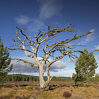 Buy canvas prints of Dead Scots Pine Tree in the Cairngorms, Scotland by Arterra 
