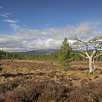 Buy canvas prints of Cairngorms National Park, Scotland by Arterra 