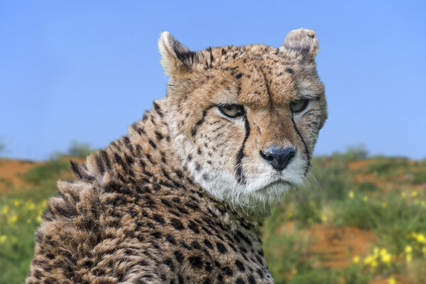 Cheetah Picture Board by Arterra 
