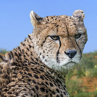 Buy canvas prints of Cheetah by Arterra 