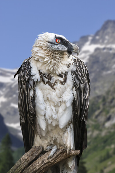 Bearded Vulture Picture Board by Arterra 