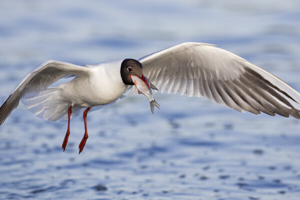 Black-headed Gull with Fish Picture Board by Arterra 