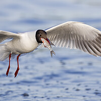 Buy canvas prints of Black-headed Gull with Fish by Arterra 