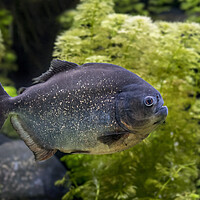 Buy canvas prints of Red-Bellied Piranha by Arterra 