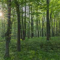 Buy canvas prints of Sun Shining Through Beech Forest in Spring by Arterra 