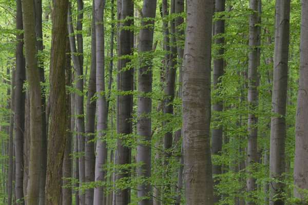 Beech Tree Trunks in Spring Forest Picture Board by Arterra 