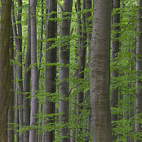 Buy canvas prints of Beech Tree Trunks in Spring Forest by Arterra 