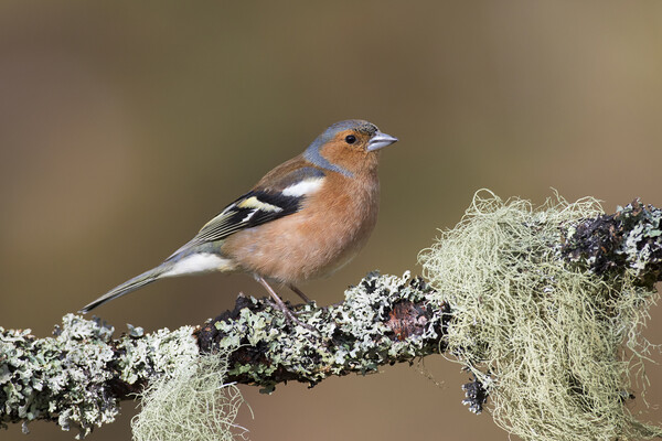 Chaffinch Male Perched in Tree Picture Board by Arterra 