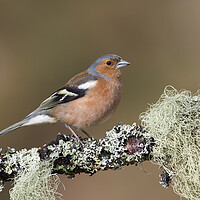 Buy canvas prints of Chaffinch Male Perched in Tree by Arterra 