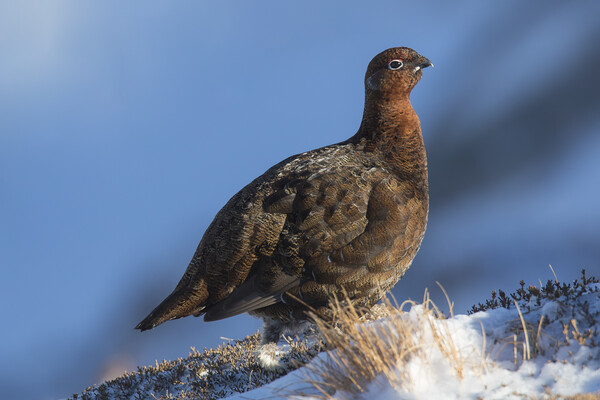Red Grouse in Winter, Scotland Picture Board by Arterra 