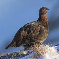 Buy canvas prints of Red Grouse in Winter, Scotland by Arterra 