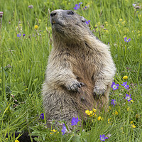 Buy canvas prints of Alpine Marmot in Meadow by Arterra 