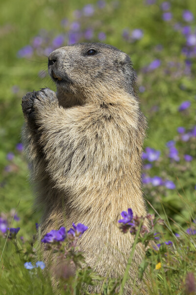 Marmot in Summer Meadow Picture Board by Arterra 