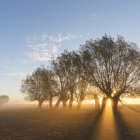 Buy canvas prints of White Willows at Sunrise by Arterra 