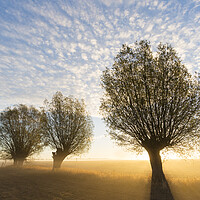 Buy canvas prints of Field with Willow Trees at Sunrise by Arterra 