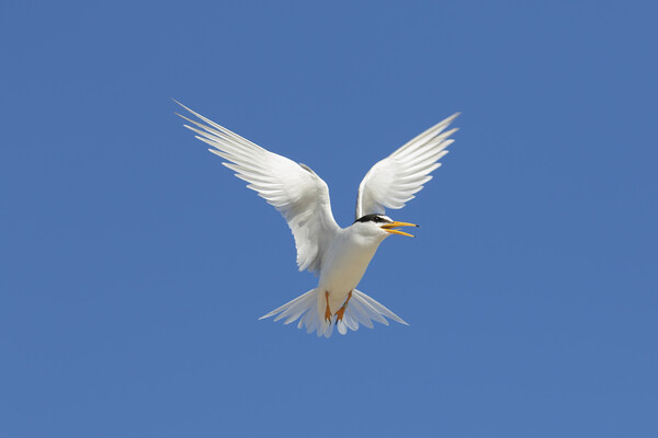 Little Tern Calling in Flight Picture Board by Arterra 