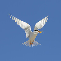 Buy canvas prints of Little Tern Calling in Flight by Arterra 
