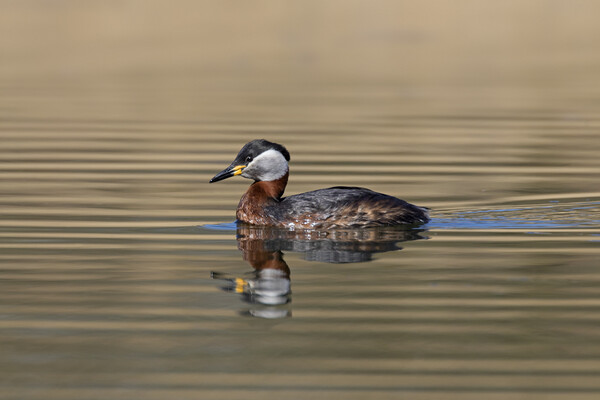 Red-Necked Grebe Picture Board by Arterra 