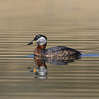 Buy canvas prints of Red-Necked Grebe by Arterra 