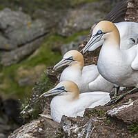 Buy canvas prints of Northern Gannets in Scotland by Arterra 