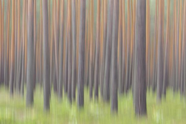 Tree Trunks in Forest Picture Board by Arterra 