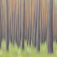 Buy canvas prints of Tree Trunks in Forest by Arterra 