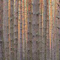 Buy canvas prints of Pine Tree Trunks by Arterra 