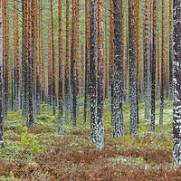 Buy canvas prints of Taiga in Sweden by Arterra 