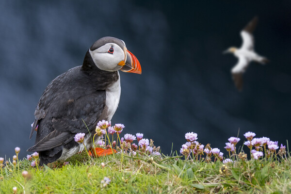 Puffin and Soaring Gannet in Scotland Picture Board by Arterra 