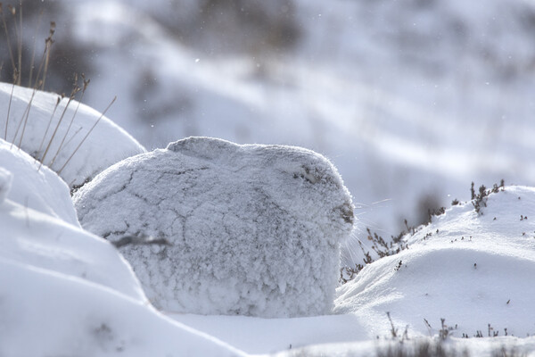 Mountain Hare during Snowstorm Picture Board by Arterra 