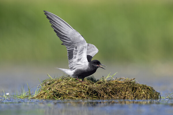Black Tern on Nest Picture Board by Arterra 