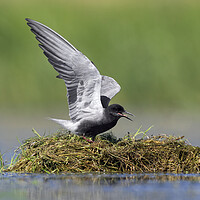 Buy canvas prints of Black Tern on Nest by Arterra 