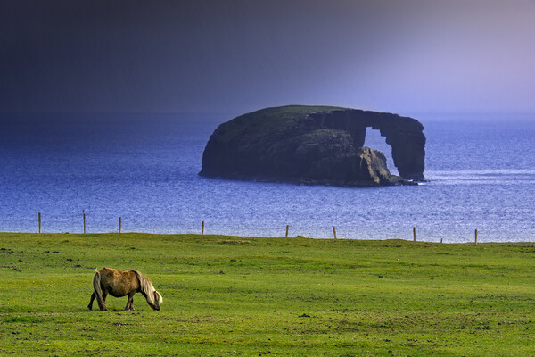 Dore Holm and Shetland Pony during Downpour Picture Board by Arterra 