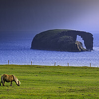Buy canvas prints of Dore Holm and Shetland Pony during Downpour by Arterra 