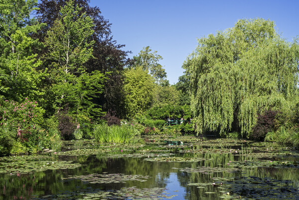 Water Lily Pond in Monet's Garden, Giverny Picture Board by Arterra 