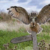 Buy canvas prints of Eurasian Eagle Owl Landing on Signpost by Arterra 
