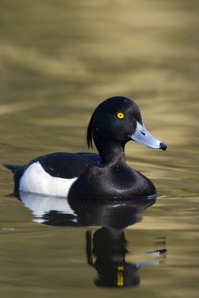 Tufted Duck Picture Board by Arterra 